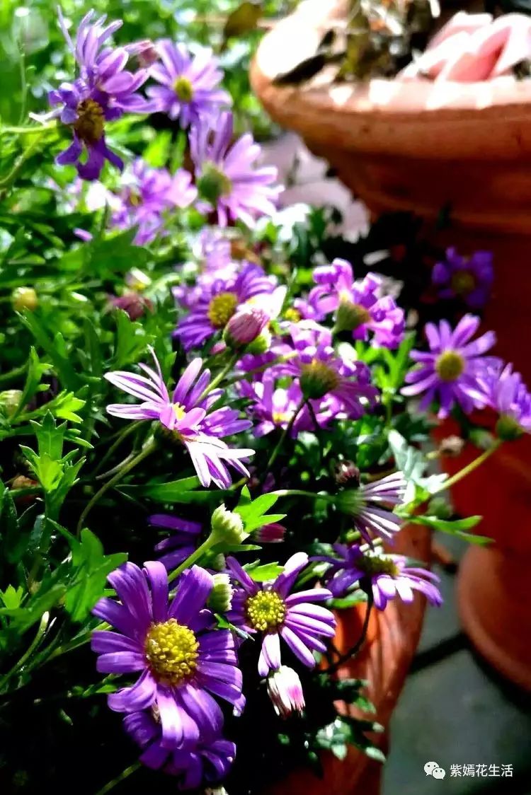 紫嫣*花生活