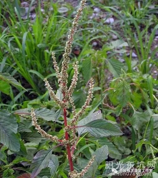 泰顺民间100种常见中草药