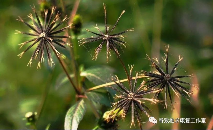 泰顺民间100种常见中草药