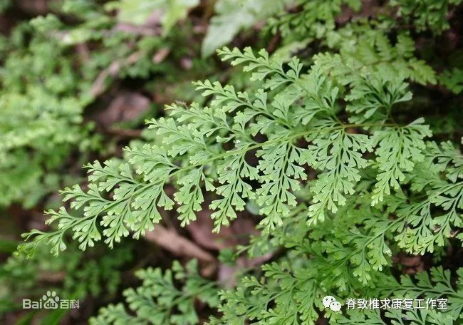 广西板蓝根冲剂联盟,泰顺民间100种常见中草药