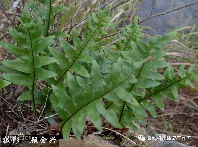 平阳),岩姜(文成.泰顺),鸡姜(泰顺),骨碎补(中药名).