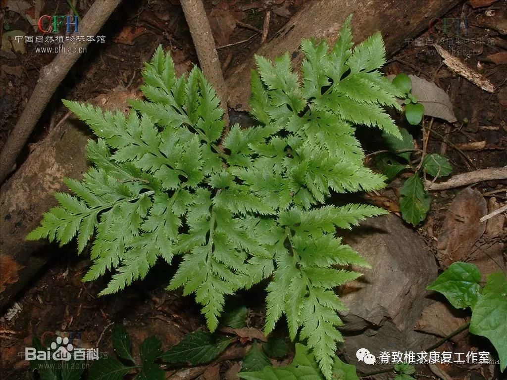 泰顺民间100种常见中草药