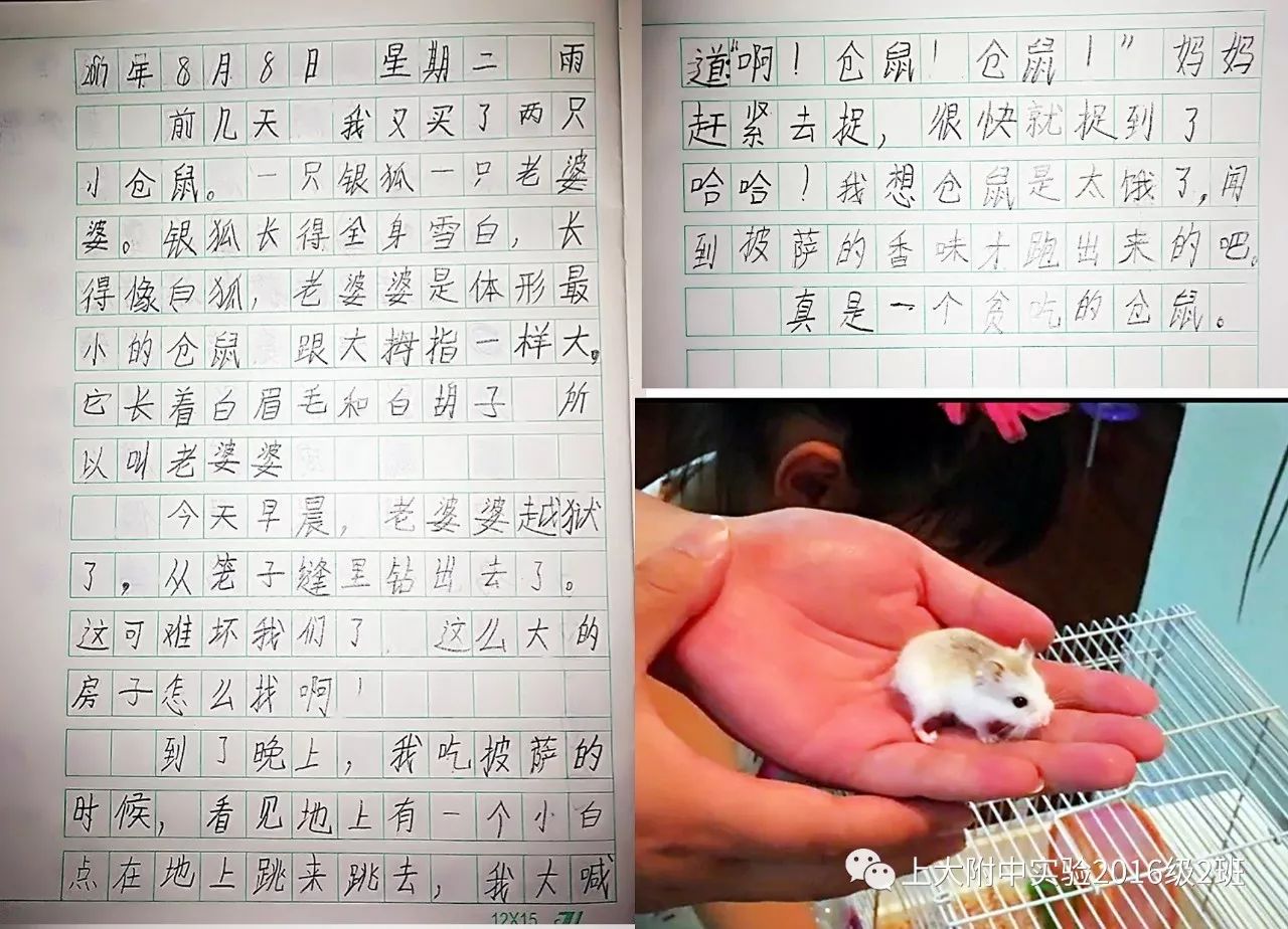 小猫每天都要看一会小仓鼠,所以我让她把小仓鼠写了一系列的小作文