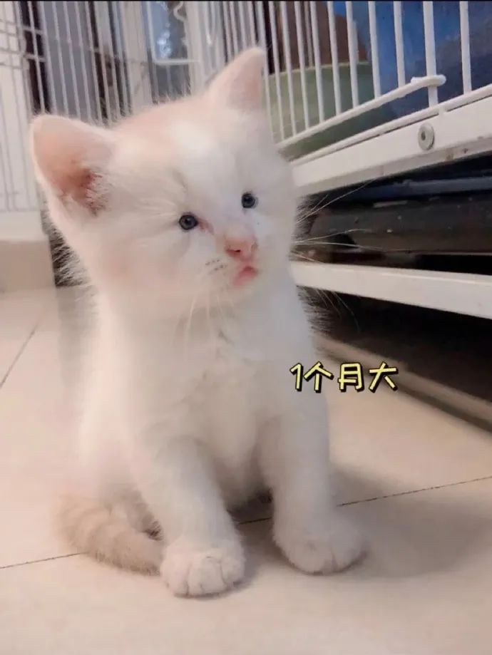 见过眼睛最小的猫……这是李荣浩本浩吗?哈哈哈哈!!