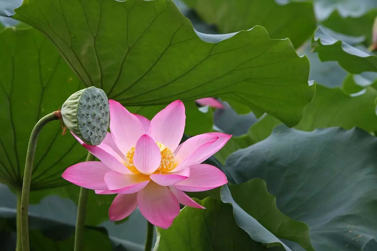 就在 夷望溪镇大樟树村百里荷塘喜获丰收,这里莲子非常新鲜,莲蓬比较