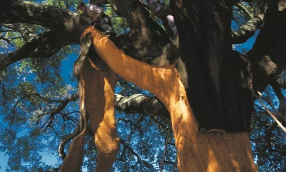 飞美地板 东方卫视《梦想改造家》,二胎时代的静音环保空间!-怀孕期