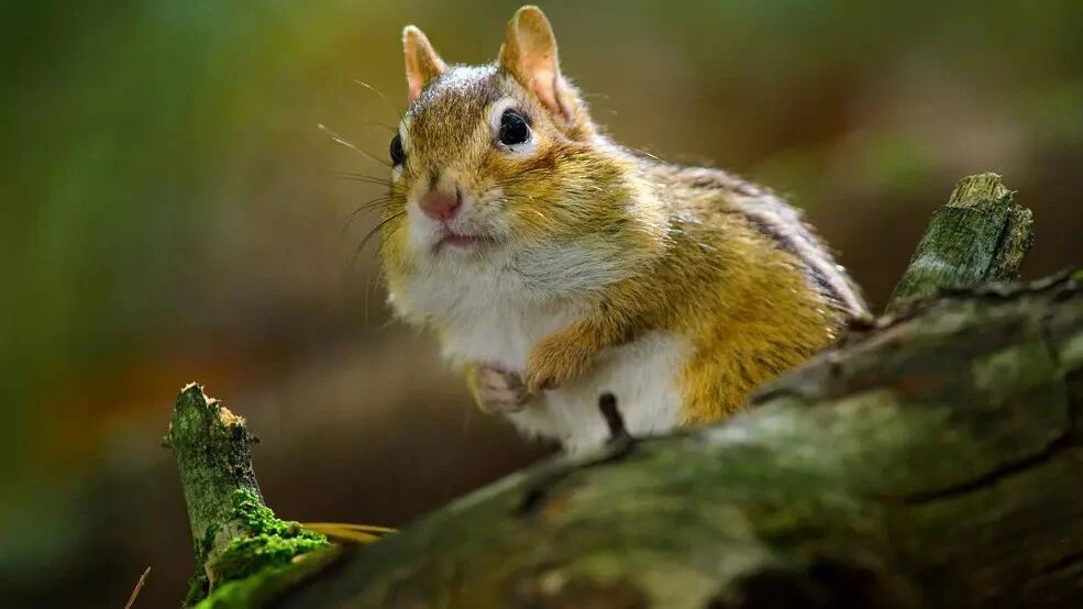 第一集 非洲大草原⭐Apple TV+记录片《小小世界 Tiny World》第一季 英文版 小动物们的精彩世界-1