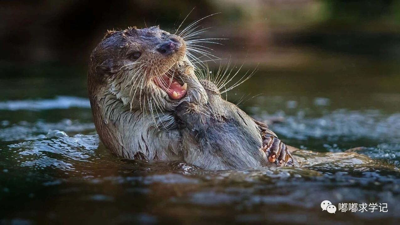 《如果我是一只动物》第48集 如果我是水獭