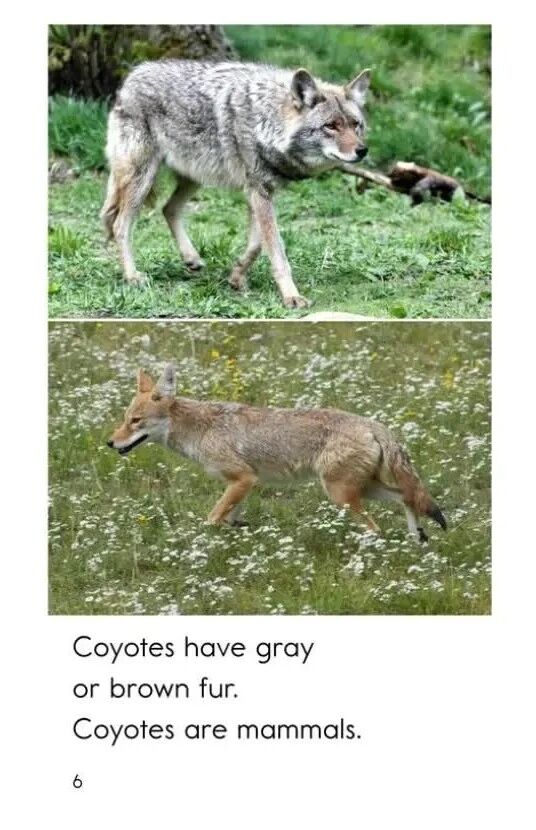 RAZ-E级: 50 All About Coyotes-1