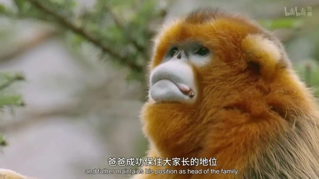 纪录片《未至之境》至无人之境 探寻华夏万物生灵-1