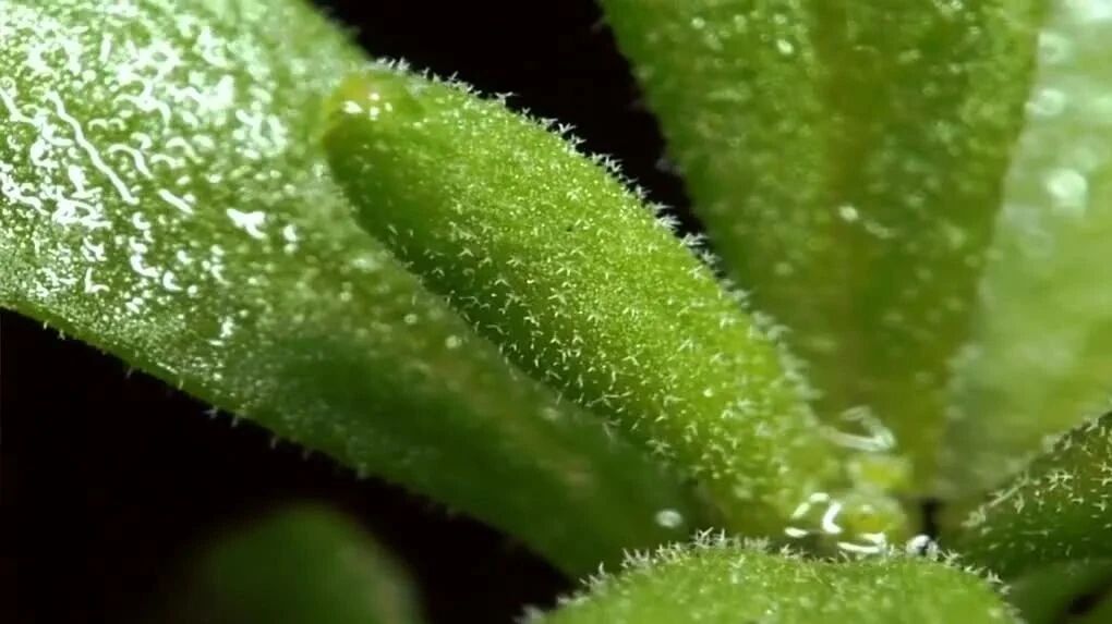 植物之歌 第1集 生命之光⭐BBC记录片《植物之歌》种出个地球 走进植物的世界 了解植物的私生活-1