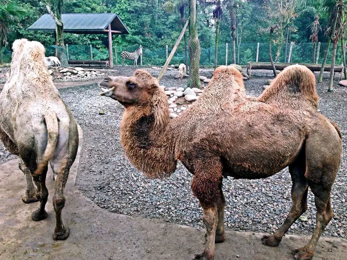 动物行为展示