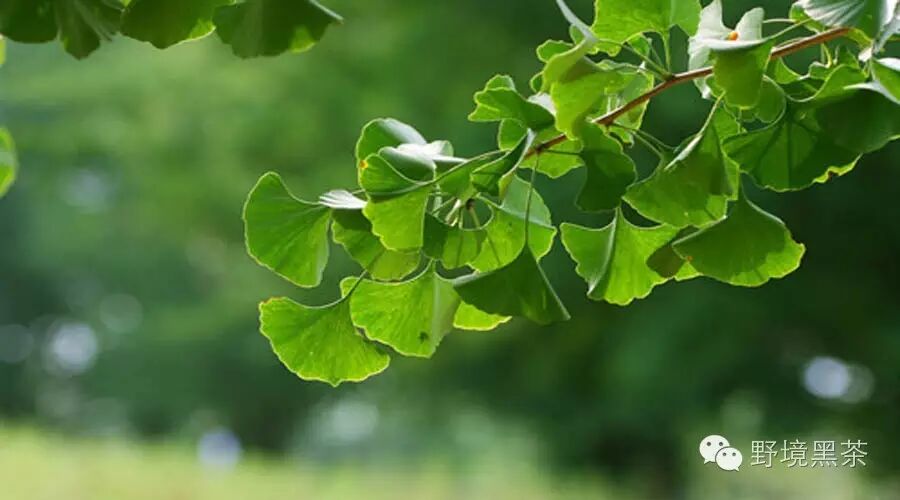 黑茶为什么能缓解痛风，它的机理是什么？