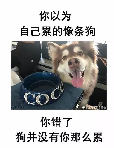 你以为自己腿粗得像猪……