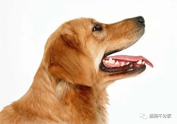 狗狗牙齿疼痛的表现及常见的牙齿问题