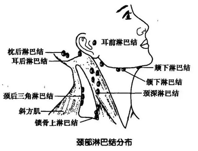 这里长痘痘,你的淋巴需要排毒了!