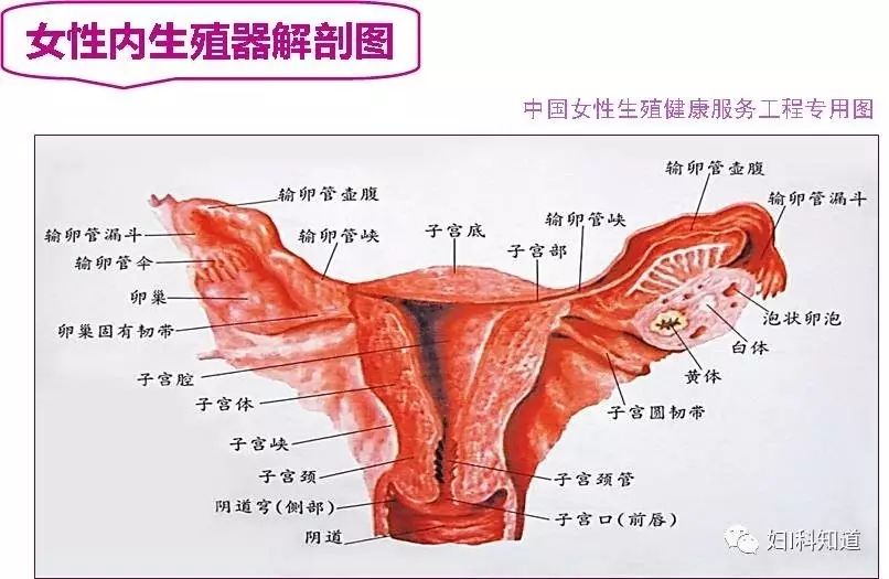 子宫中为什么会有残留物?
