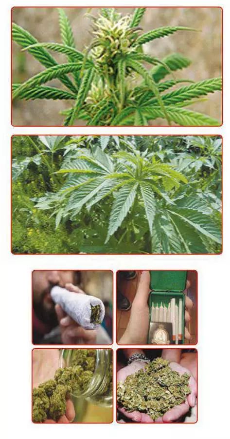 禁种大麻相关法律