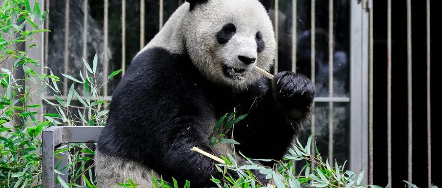 黄鼠狼属于什么科动物_大连森林动物园有熊猫么_大熊猫属于什么科动物