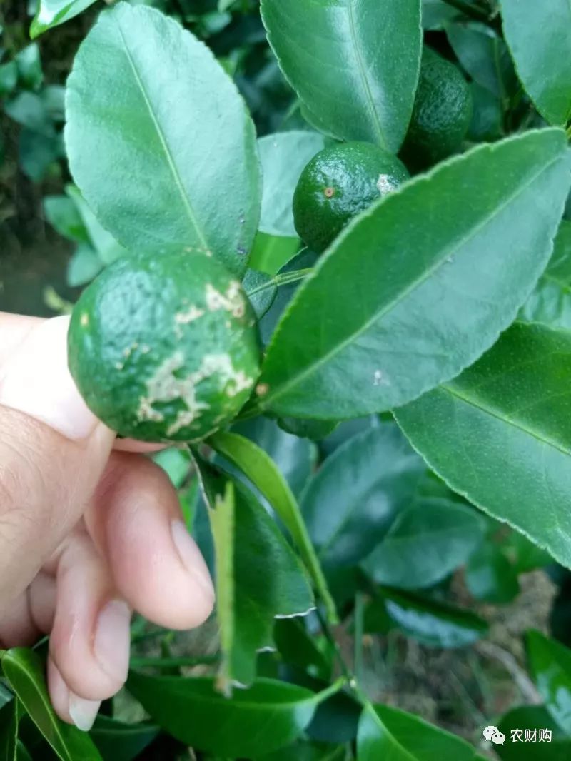备注: 表面有成膜有可能是灰霉病或者蓟马,也有可能是疮痂病,疮痂病