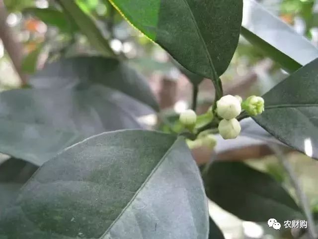 3,柑橘花蕾蛆