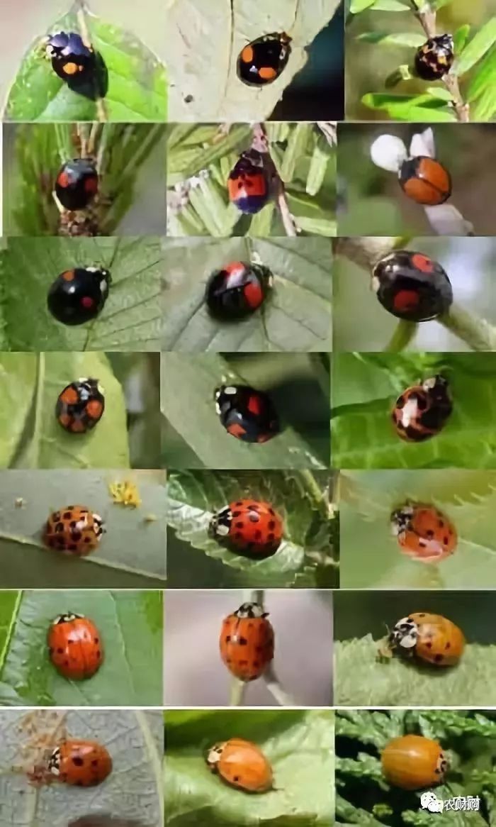 而我们比较熟悉的就是七星瓢虫,当然还有别的比如九星瓢虫,异色瓢虫