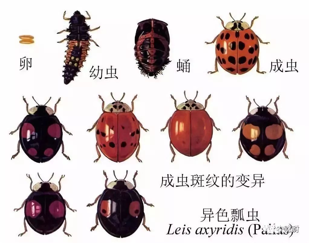 我很丑但是我很温柔直播益虫害虫大战你家果园出现它了么