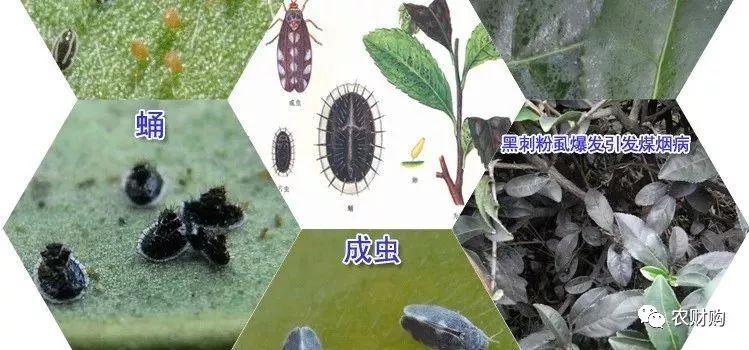 黑刺粉虱各形态以及引起的烟煤病
