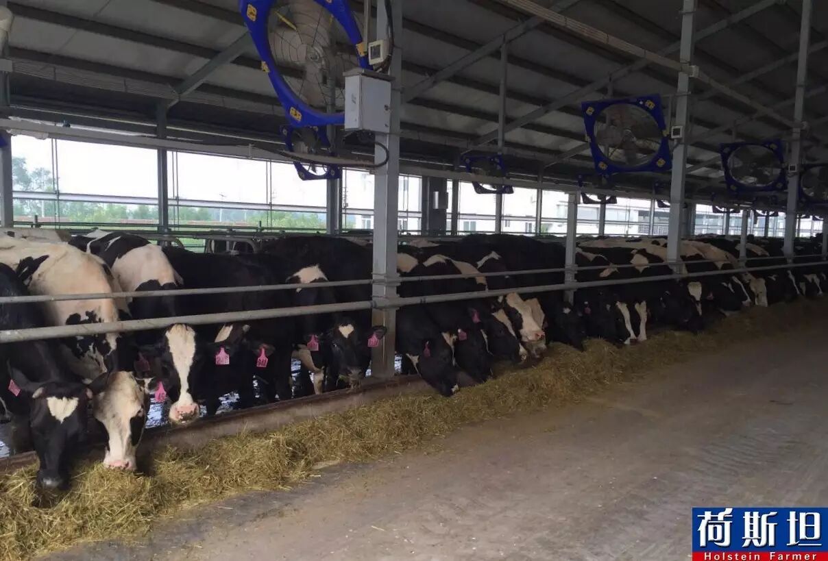 【荷斯坦跟踪报道】澳洲1220头荷斯坦怀孕牛妈定居天津 9月底将产犊-怀孕期