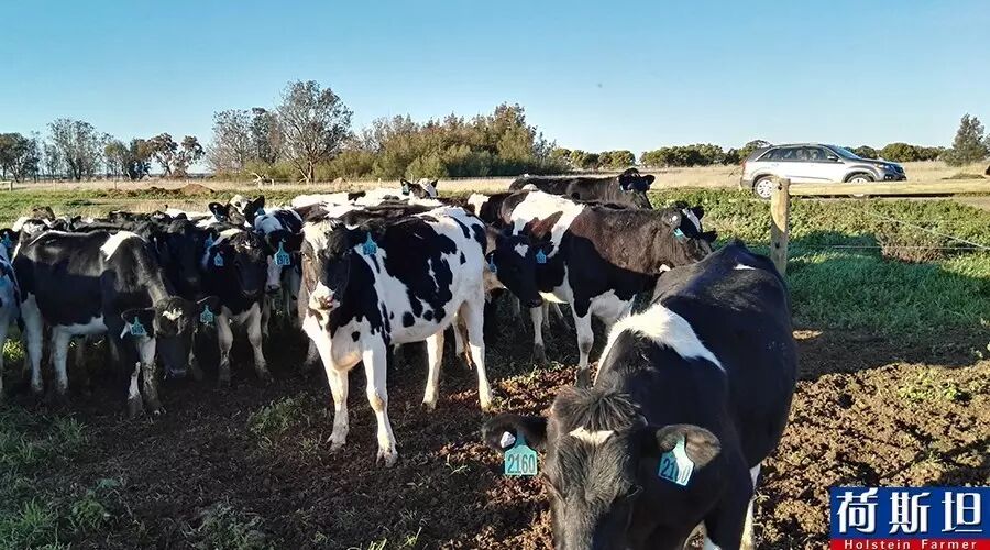 【荷斯坦跟踪报道】澳洲1220头荷斯坦怀孕牛妈定居天津 9月底将产犊-怀孕期
