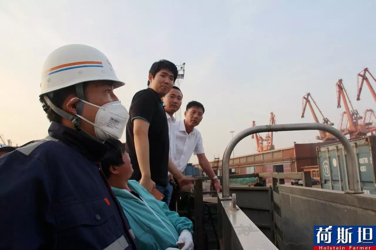 【荷斯坦跟踪报道】澳洲1220头荷斯坦怀孕牛妈定居天津 9月底将产犊-怀孕期