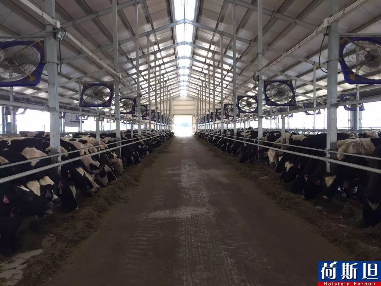 【荷斯坦跟踪报道】澳洲1220头荷斯坦怀孕牛妈定居天津 9月底将产犊-怀孕期