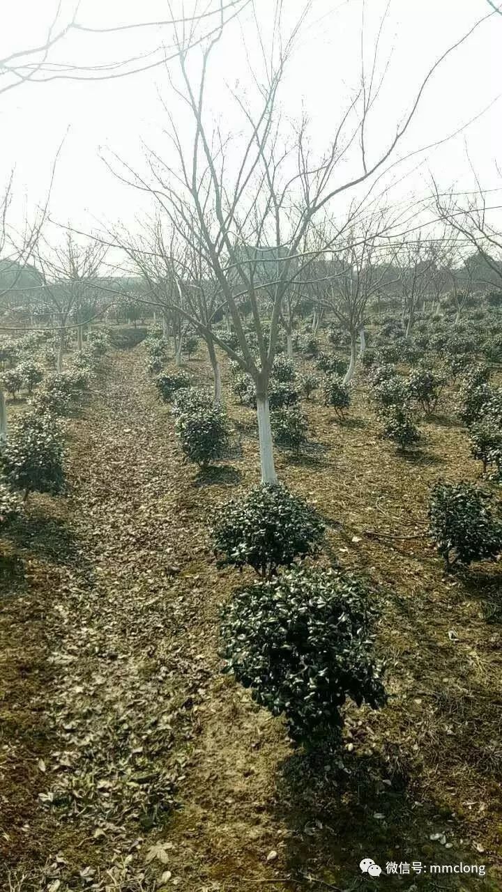 江苏常州苏云绿化工程有限公司,供应香樟、栾树、樱花、垂丝海...