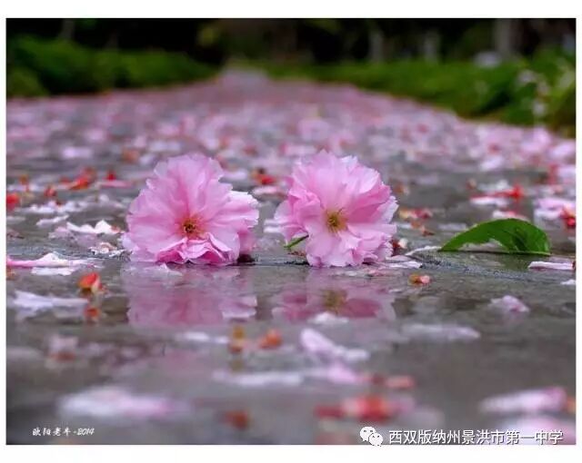 【高考一中】落花飘零 忧伤浓郁