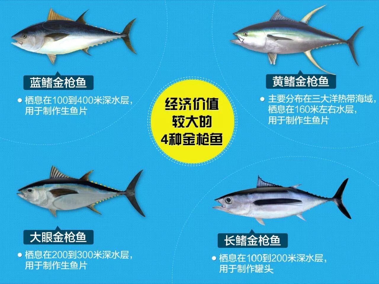 96%以上都是大目金枪鱼,黄鳍金枪鱼和长鳍金枪鱼,蓝鳍金枪鱼产量极少