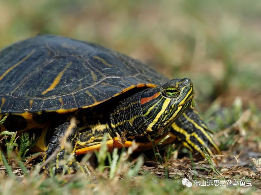 【巴西龟】巴西龟图片,巴西龟品种大全-昆明365淘房网-巴西龟图片