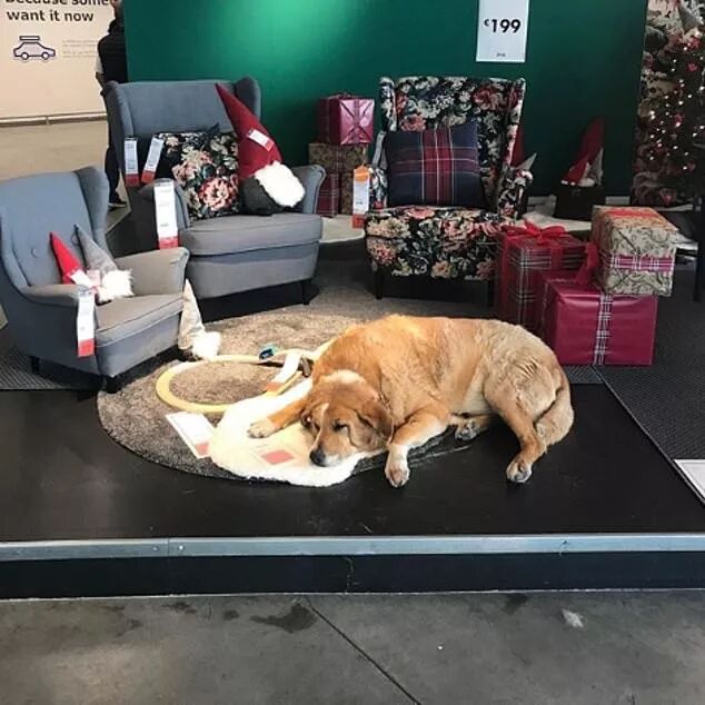 宜家邀请流浪汪“试睡”？这个冬天真的太温暖了吧