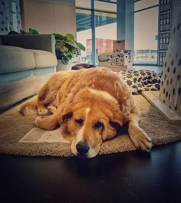 宜家邀请流浪汪“试睡”？这个冬天真的太温暖了吧