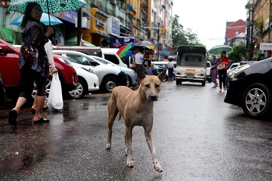 宜家邀请流浪汪“试睡”？这个冬天真的太温暖了吧