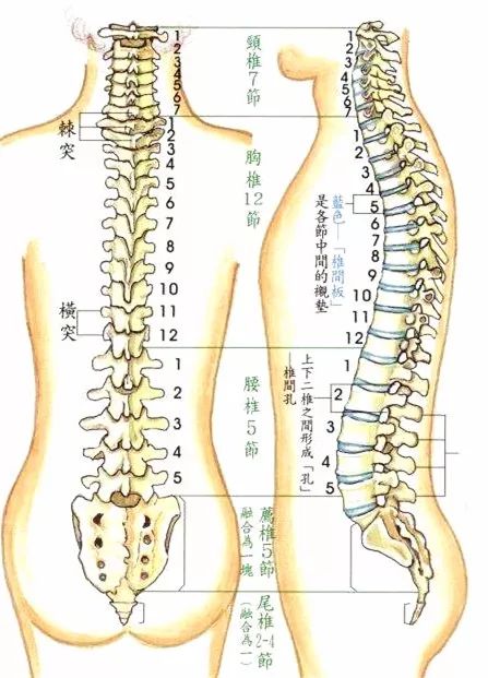 腰是「易碎品」,被99%的人忽视的姿势,正在收割你的腰椎