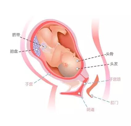 孕妈怀孕十月图,解析出现的症状及对策!