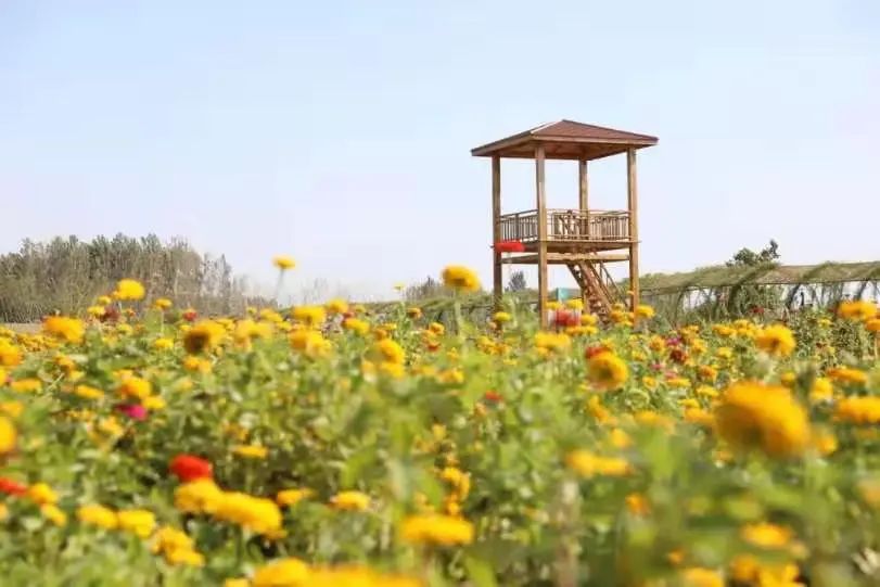 3月27日东营花仙谷景区正式开园!花海,萌宠,美食