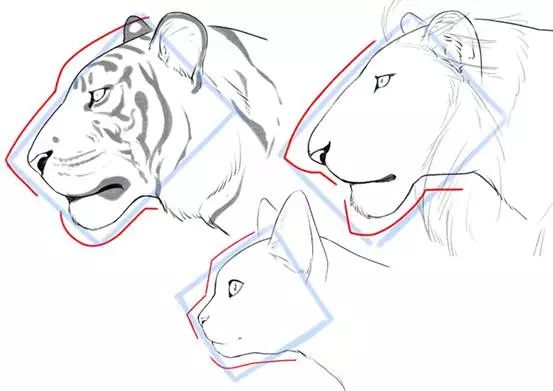 画虎不成反类猫?猫科动物体格与脸部的差异