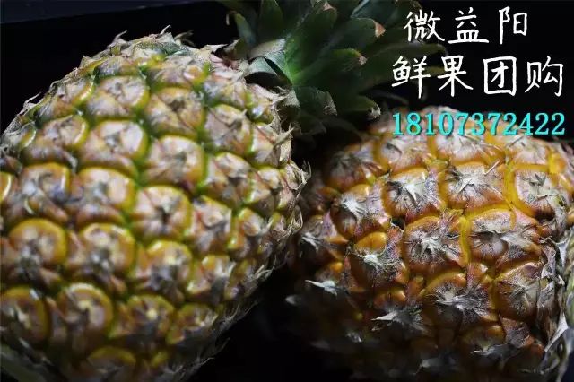 台湾品种的凤梨比菠萝的茎叶短,果身更叫粗大.
