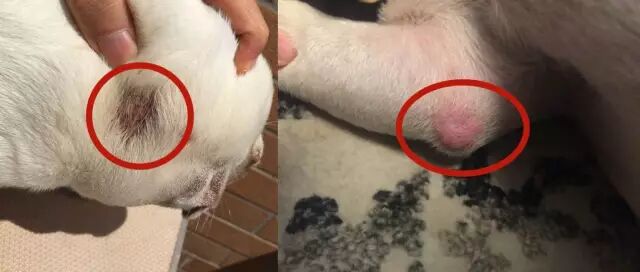 奇痒无比，我家狗快被皮肤病折磨死了，如何判断狗狗感染真菌还是螨虫？