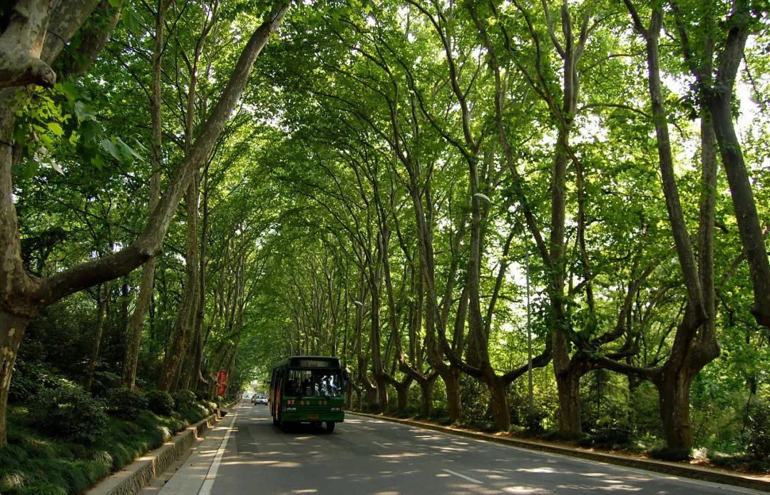 入夏的南京究竟是什么神仙城市