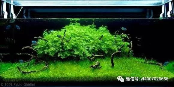 短鲷灯鱼混养_短鲷 灯鱼_短鲷追灯鱼