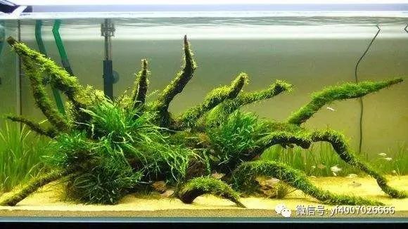 短鲷灯鱼混养_短鲷追灯鱼_短鲷 灯鱼