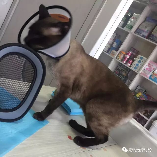 猫下泌尿道综合症-尿结石 猫下泌尿道综合症-尿结石