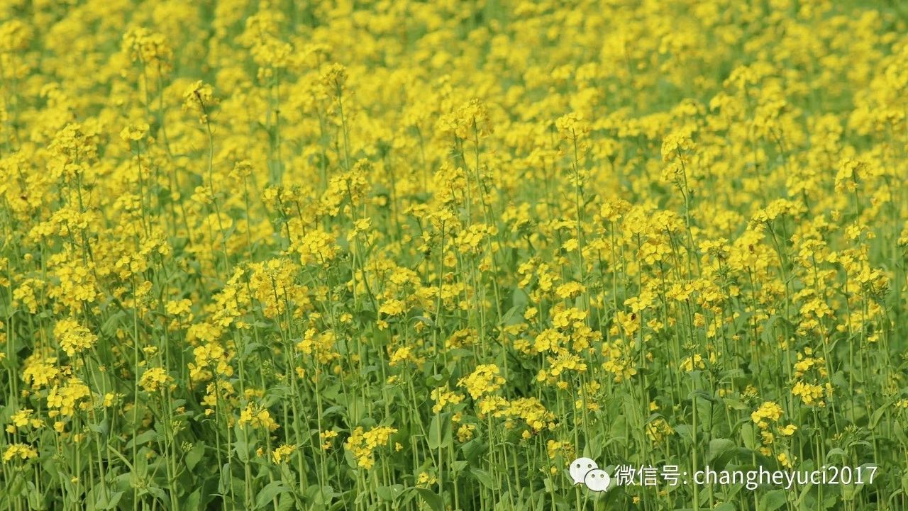 长河随记——温暖的家乡(后记)